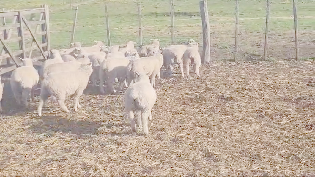 Lote 20 Corderos a remate en #50 Pantalla Carmelo 25kg -  en LARRAÑAGA