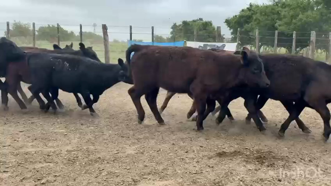 Lote 60 Terneras