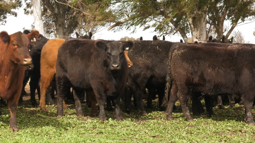 Lote 10 VAQUILLONAS PURAS POR CRUZA