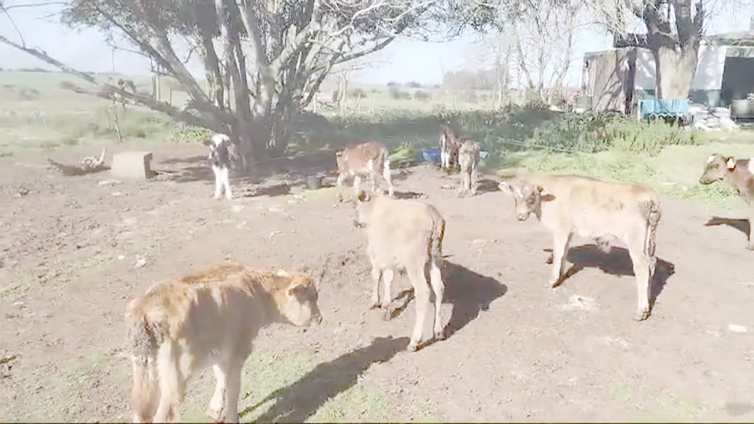 Lote (Vendido)10 Terneros JERSEY a remate en #48 Pantalla Carmelo 50kg -  en LIBERTAD