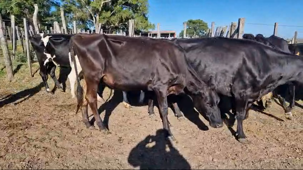 Lote 10 Vaquillonas  a remate en Pantalla Camy, San José