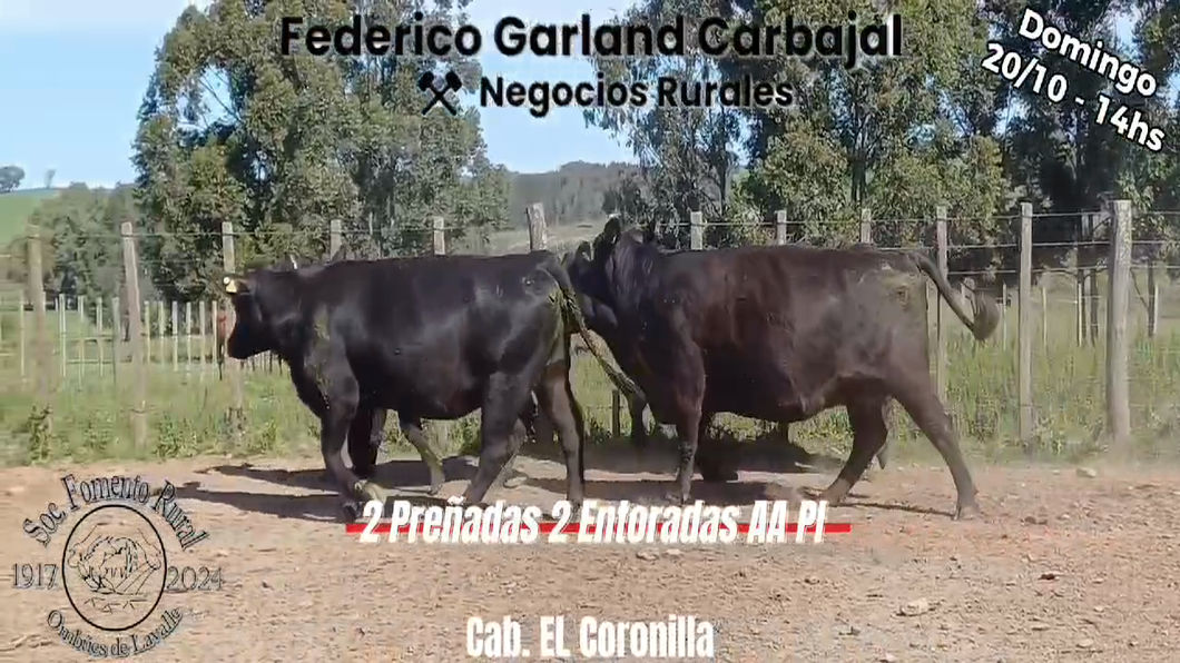 Lote 4 Vacas preñadas a remate en Expo Ombues en OMBUES DE LAVALLE