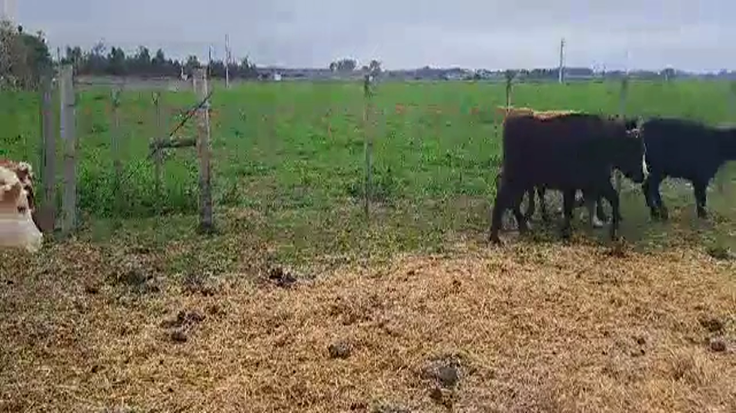 Lote 6 VAQUILLONAS