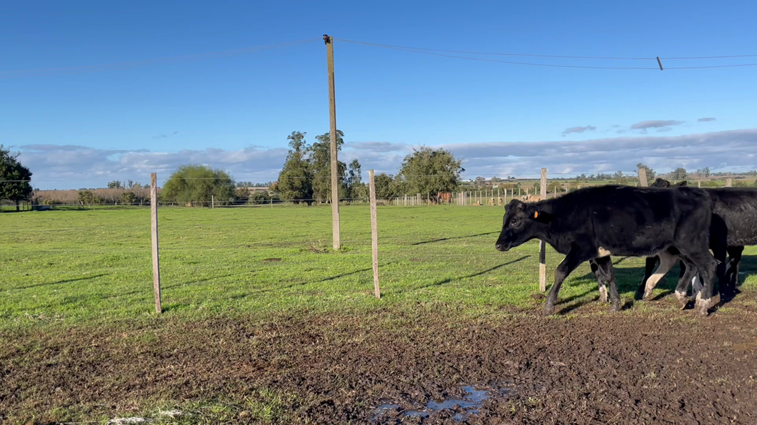 Lote VAQUILLONAS 1 a 2 AÑOS