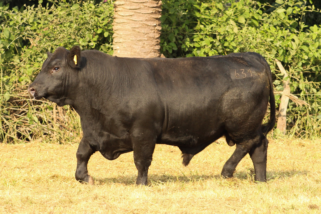 Lote CABAÑA COEMBOTÁ: RP 631