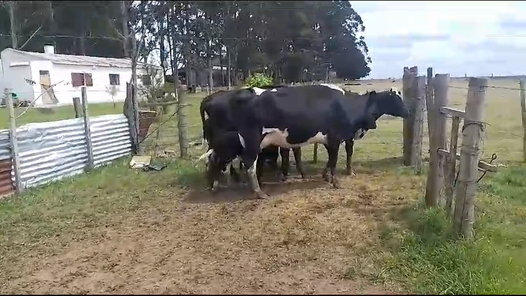 Lote 6 Piezas de cría hol a remate en Pantalla Camy  en Carreta quemada