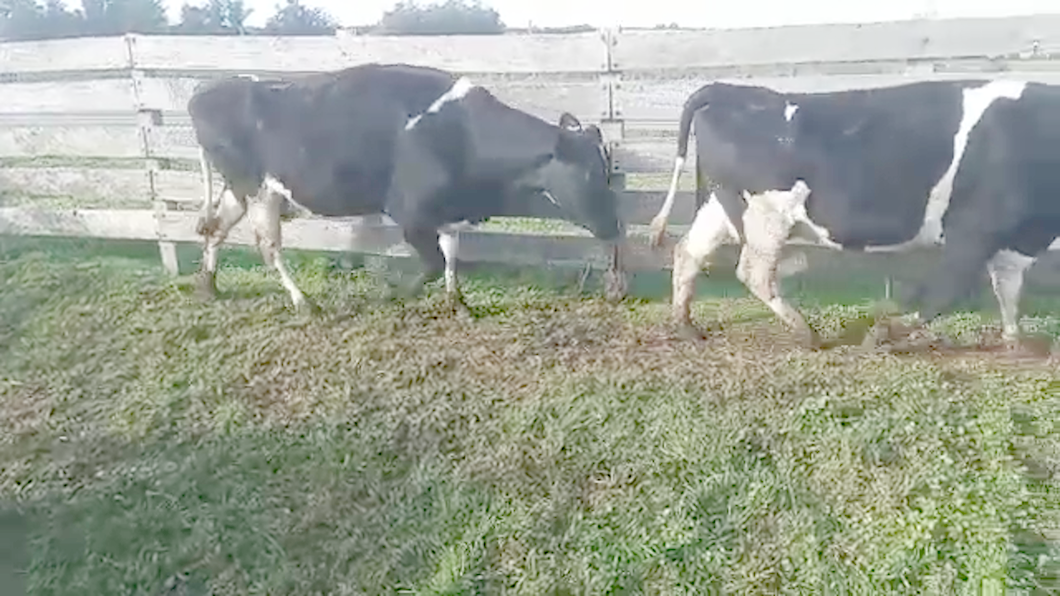 Lote 4 Vacas de Invernada a remate en PANTALLA CAMY 550kg - , San José