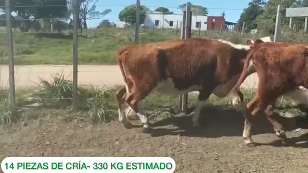 Lote 14 piezas de cría