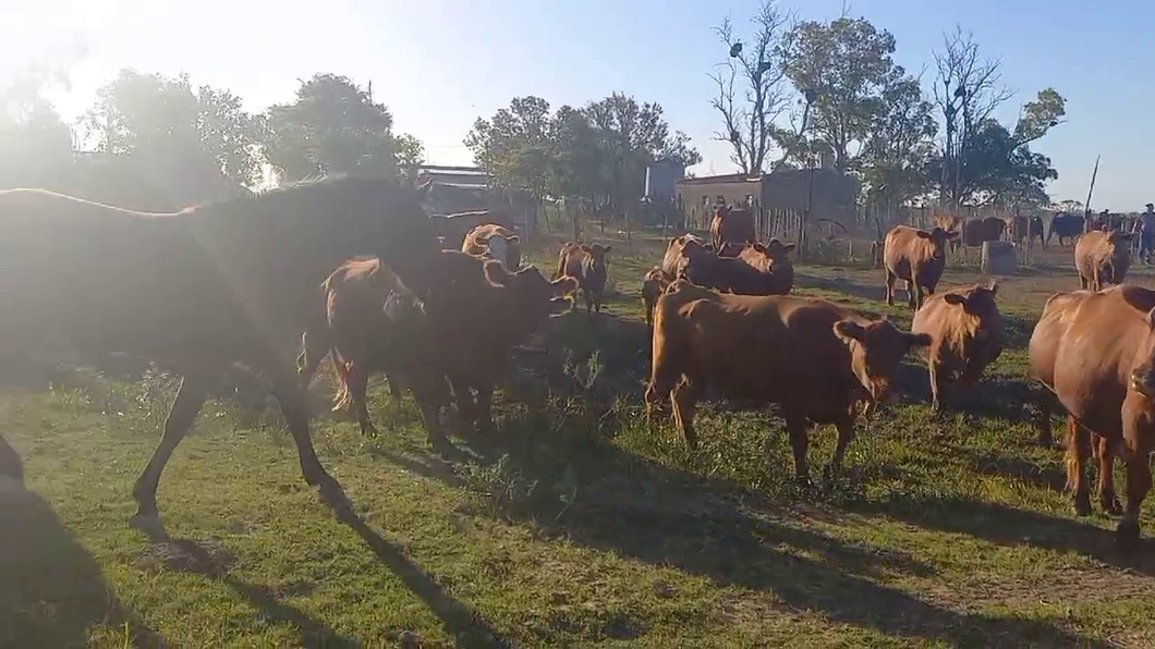 Lote 50 Vacas C/ cria Aberdeen Angus en Felicia, Santa Fe