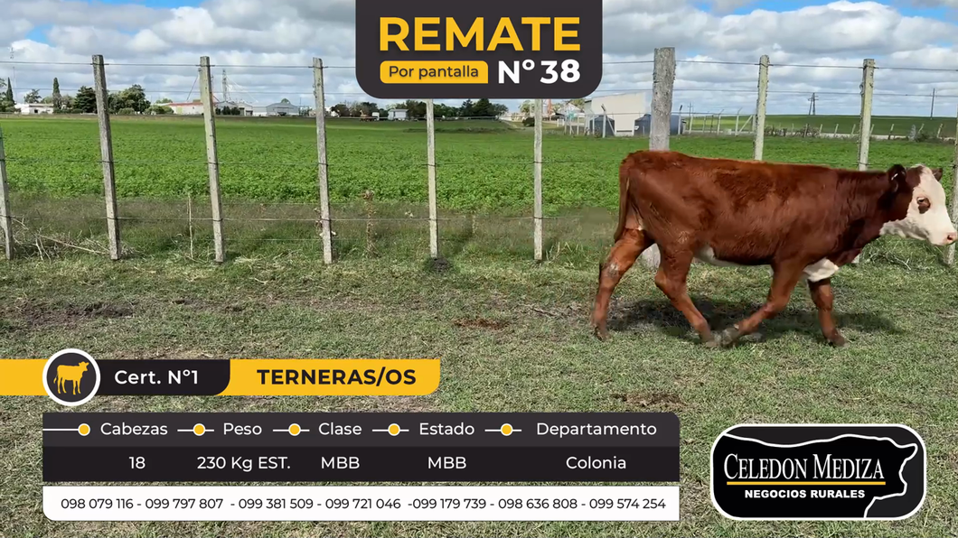 Lote 18 Terneros y Terneras en Palo Solo , Colonia