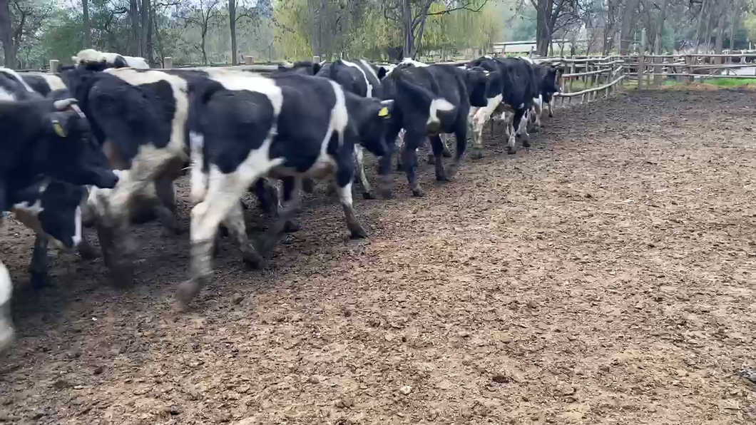 Lote 110 Novillo Engorda en Paine, Región Metropolitana