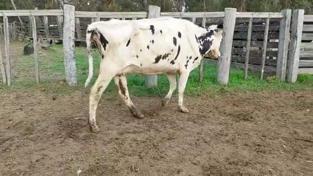 Lote Vacas de Invernada HOLANDO a remate en PANTALLA CAMY - SAN JOSE  1500 VACUNOS 450kg - , San José