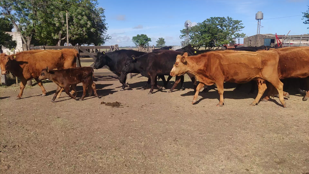 Lote 47 Vacas nuevas C/ cria en Cañuelas, Buenos Aires