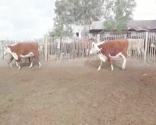 Lote 38 Vaquillonas Vacas Preñadas 38 HEREFORD... a remate en EXPO NACIONAL HEREFORD 440kg - , Cerro Largo