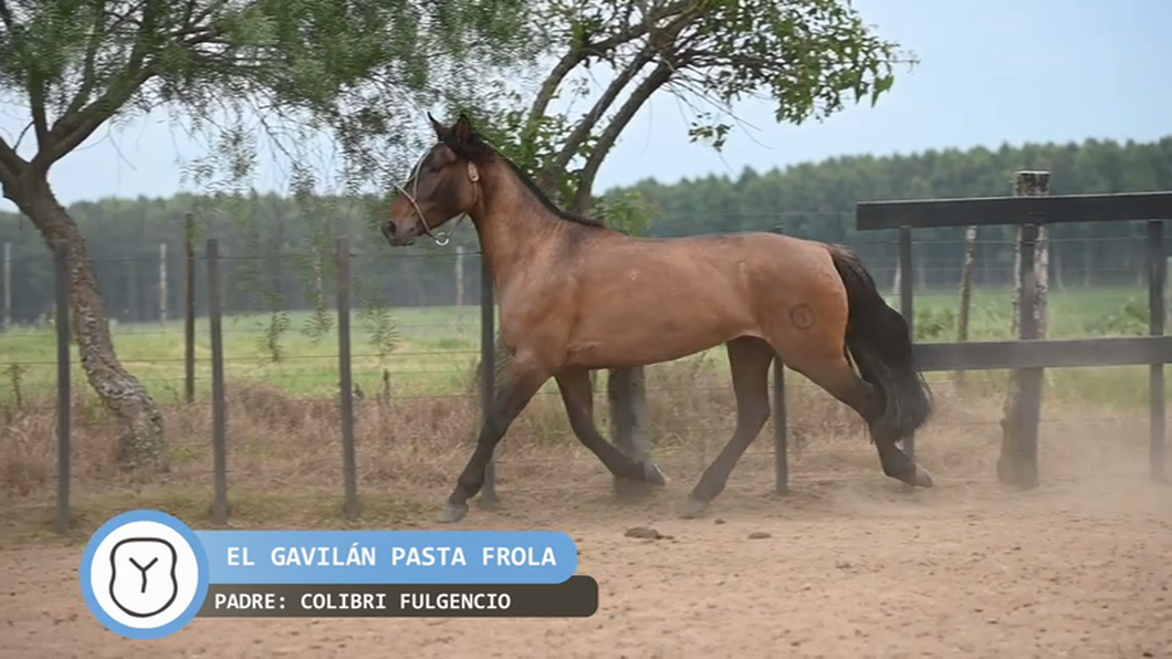 Lote El Gavilán Pasta Frola