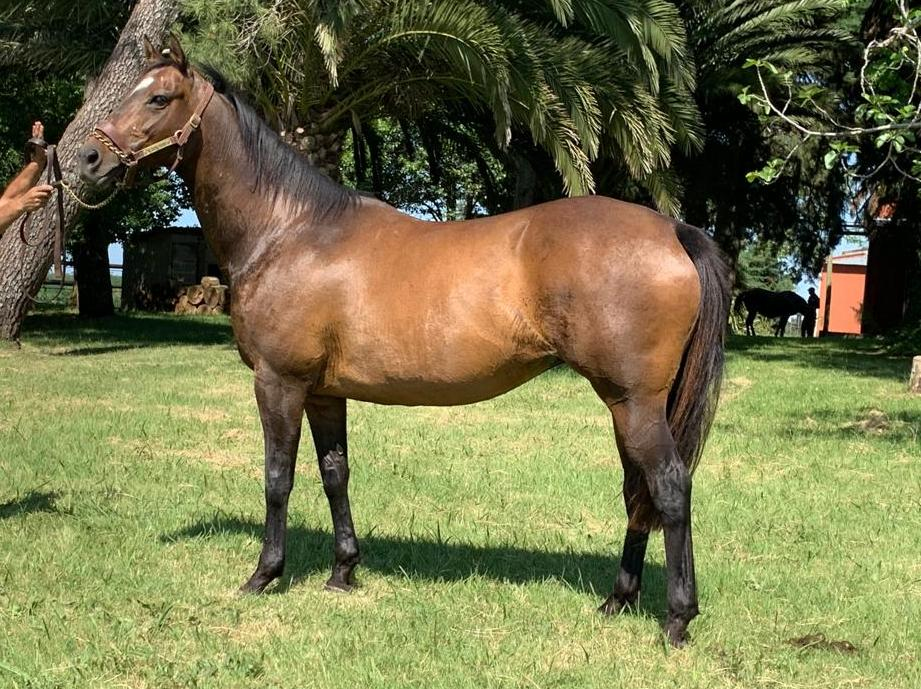 Lote Highlights – Yegua Preñada de Invasor