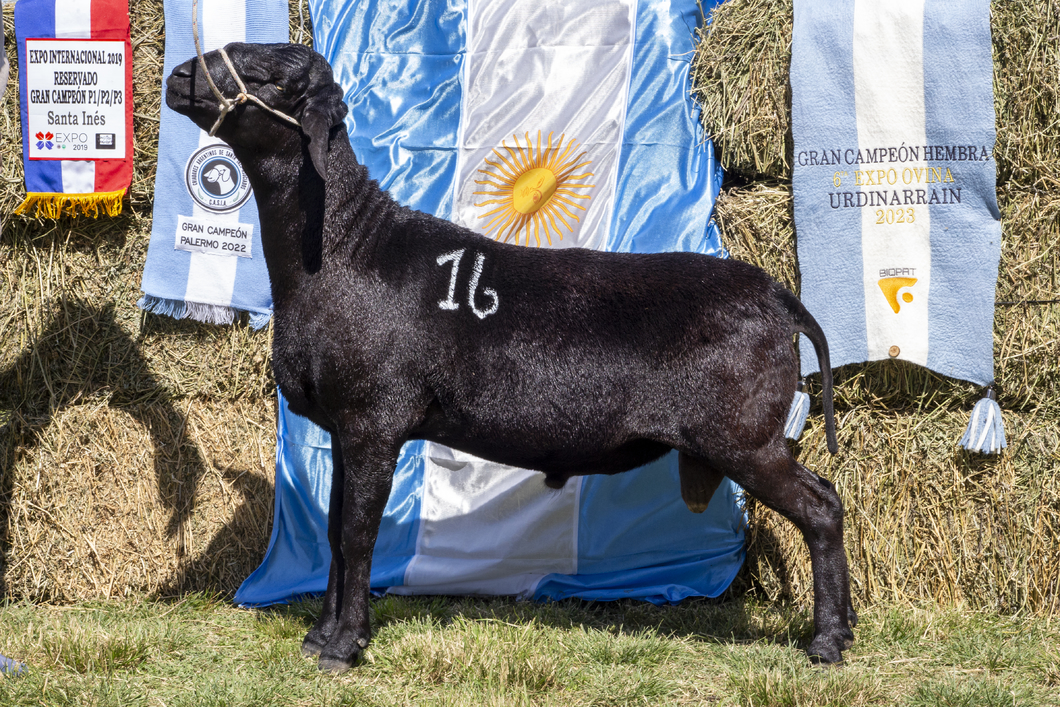 Lote SANTA INES P.P.C.