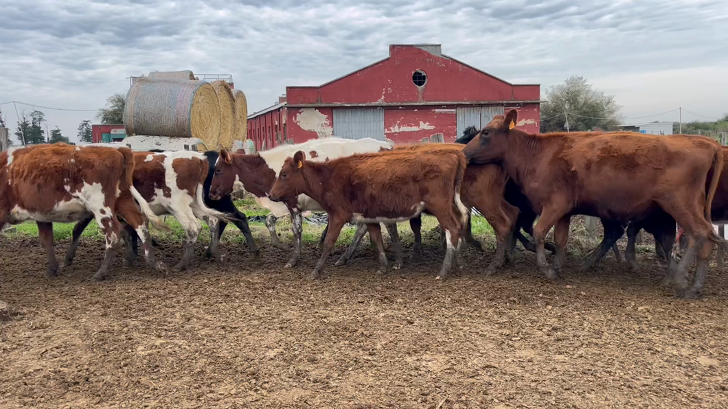 Lote VAQUILLONAS 1 a 2 AÑOS