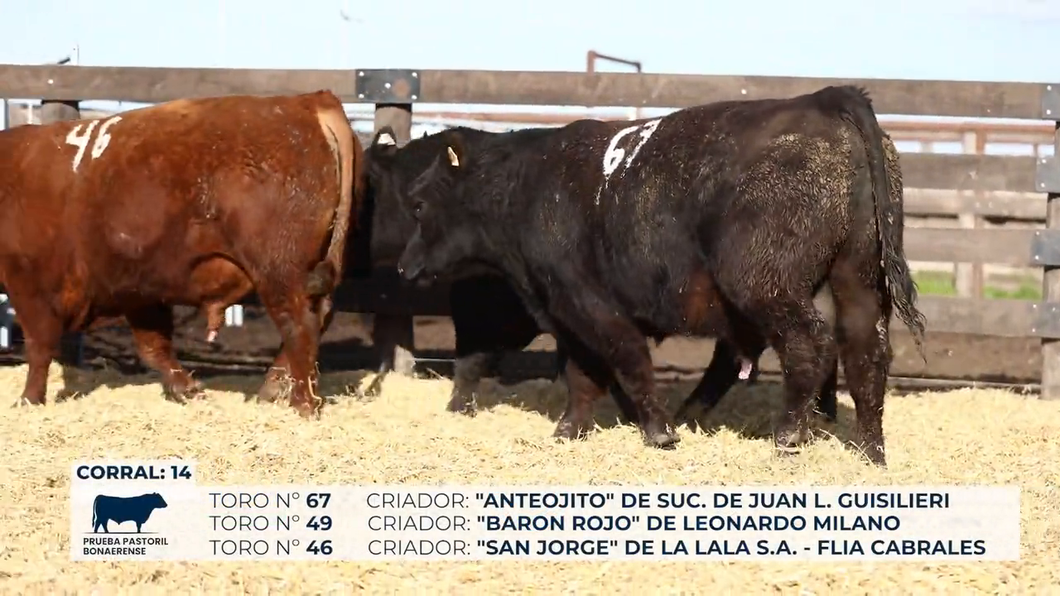 Lote Toros