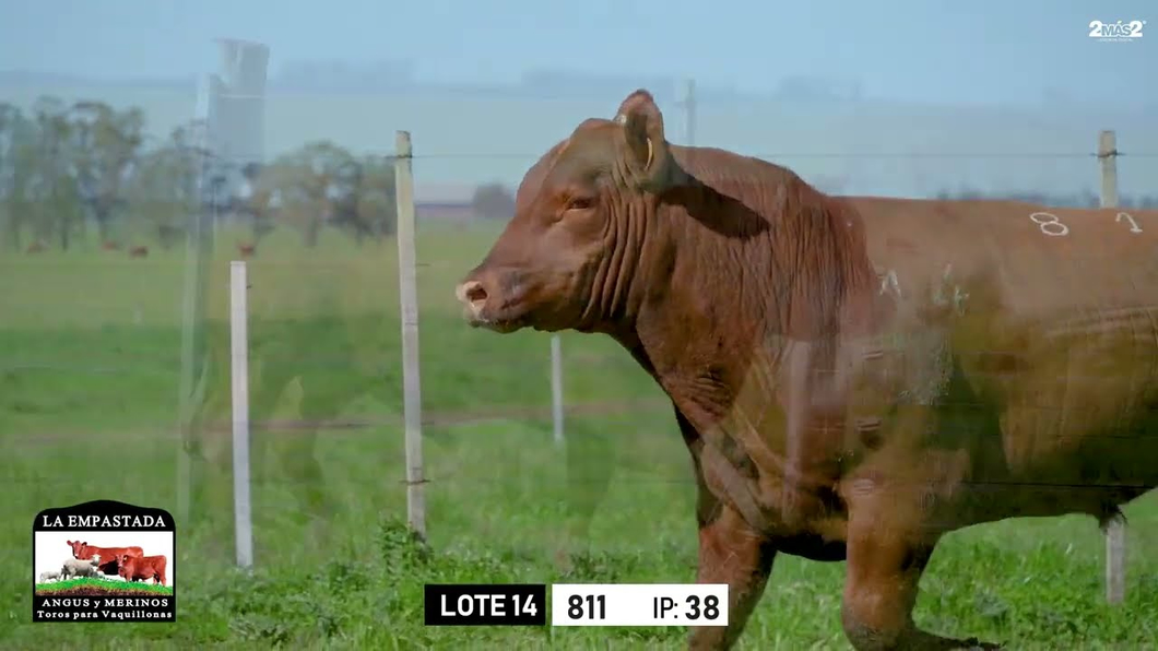 Lote Toros a remate en Toros para Vaquillonas - La Empastada, Durazno