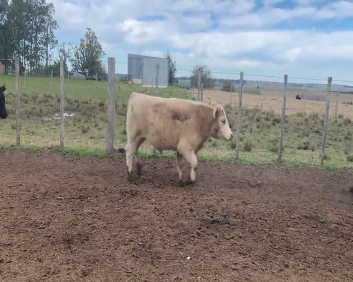 Lote (Vendido)26 Novillos 1 a 2 años 18 AA,  3 CH X HE,  5 AA X HE a remate en 9vo Remate Virtual 320kg - , Soriano