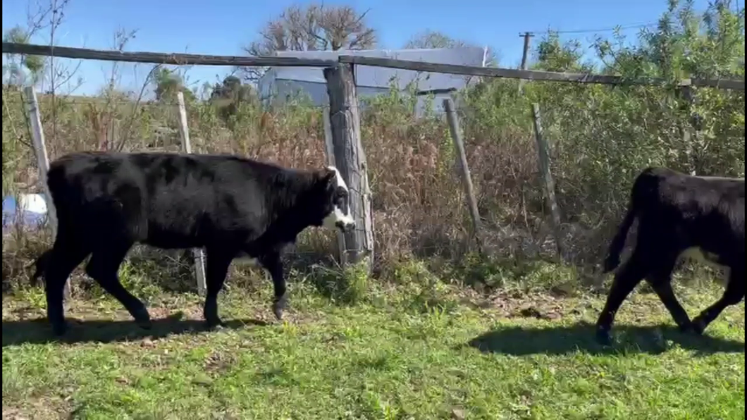 Lote TERNEROS/AS