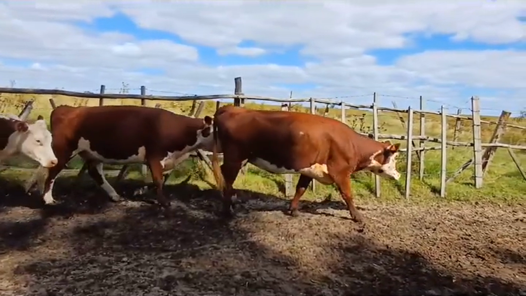 Lote (Vendido)19 Vacas de Invernada a remate en #43 Pantalla Carmelo  450kg -  en CUEVA DEL TIGRE