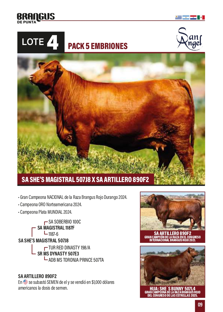Lote Pack 5 embriones SA She´s Bunny 507L4