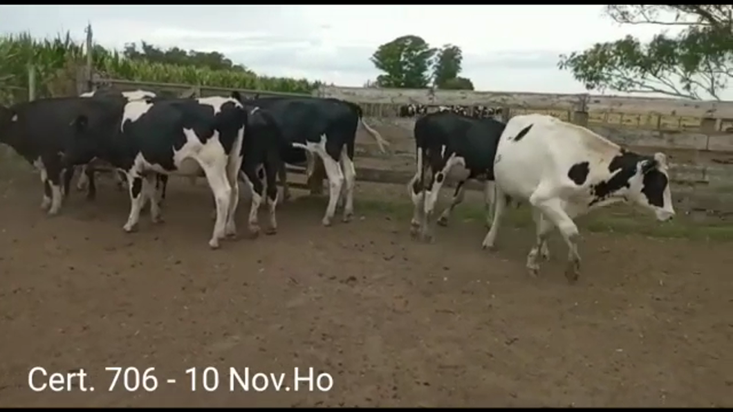 Lote NOVILLOS