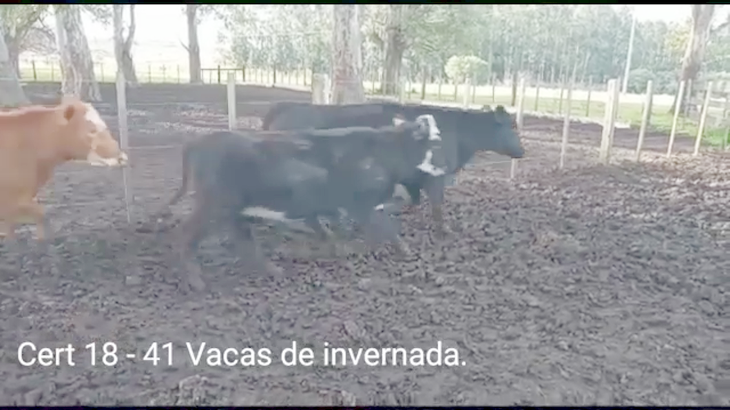 Lote (Vendido)41 Vacas de Invernada 23 AA/ HE - 7RA - 5AA - 5RA/ HE - 1CH a remate en PANTALLA COCO MORALES 356kg -  en PARAJE RINCON DE PEREZ, RUTA 26 KM 80, A 96 KM DE  PAYSANDU Y A 165KM DE TACUAREMBÓ.