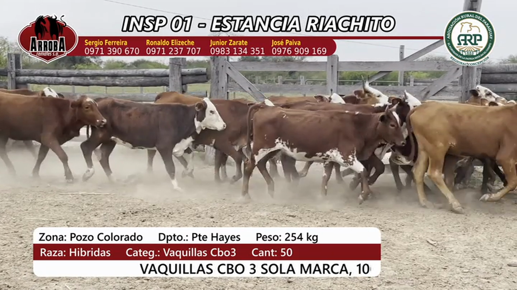 Lote Insp 1