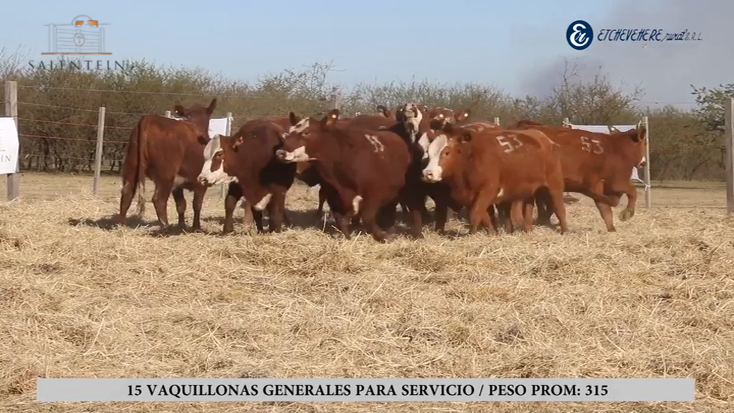 Lote Vaquillas Braford Generales para Servicio (Aptas Reproductivas por Tacto Rectal)