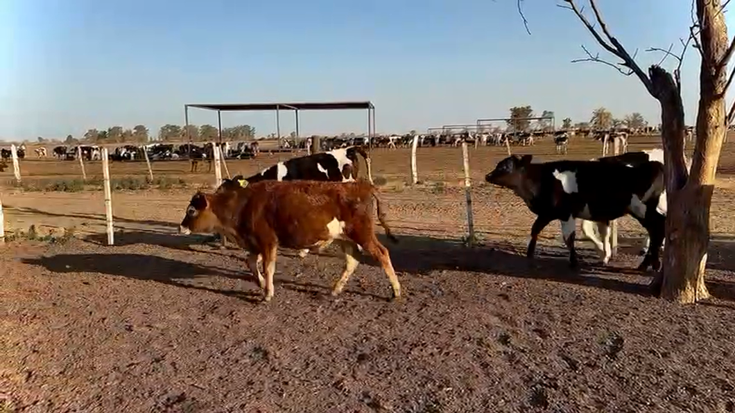 Lote 15 Terneros Holando Argentino en Morteros, Córdoba