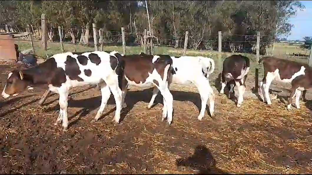 Lote 9 Terneras Holando a remate en Pantalla Camy 70kg -  en Puntas de Gregorio