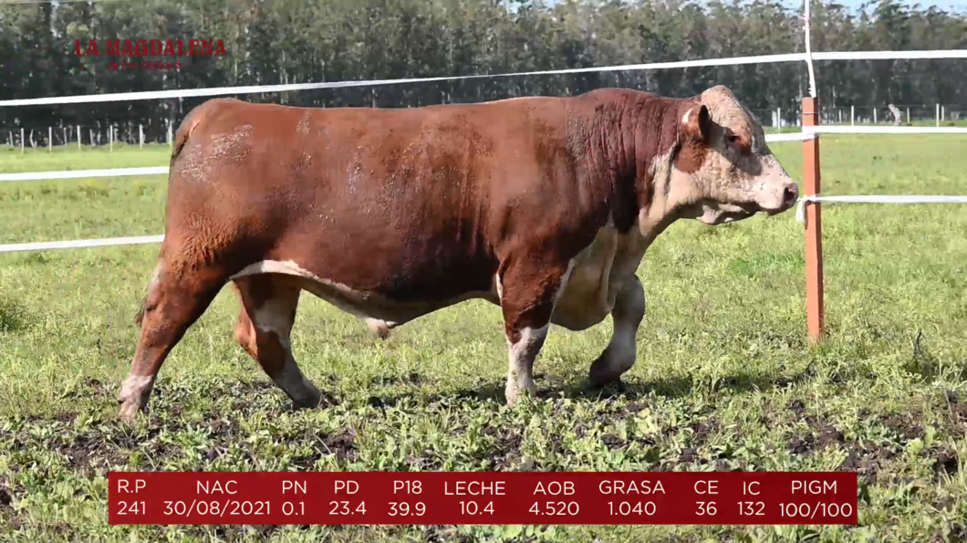 Lote Brete 7 - Polled Hereford