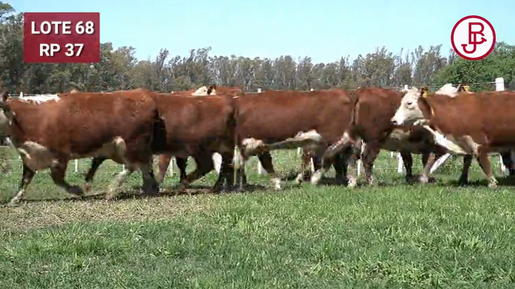 Lote VAQUILLONAS PREÑADAS Polled Hereford -PARICION OTOÑO 2024-