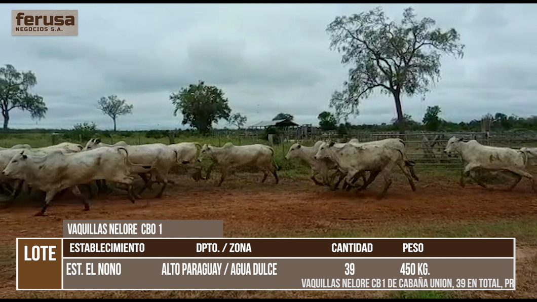 Lote LOTE 9
