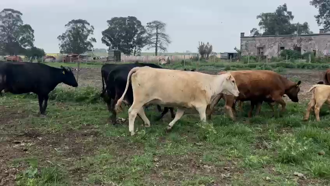 Lote 12 Piezas de cría ANGUS  - CHAROLAIS - CARETAS a remate en #50 Pantalla Carmelo en RUTA 50