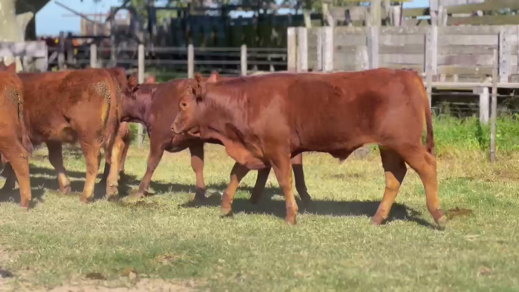 Lote 37 Terneros en Monte, Buenos Aires