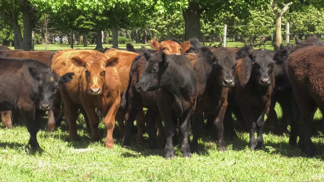 Lote 62 Terneros en Udaondo, Buenos Aires