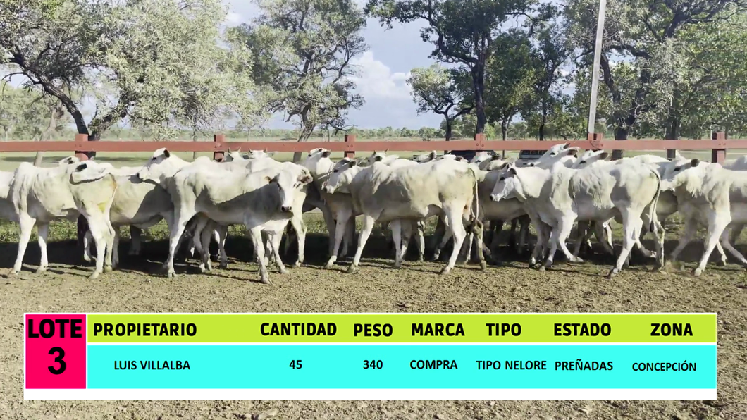 Lote LOTE 3 - 45 VAQUILLAS PREÑADAS CBO 0 - CBO 9