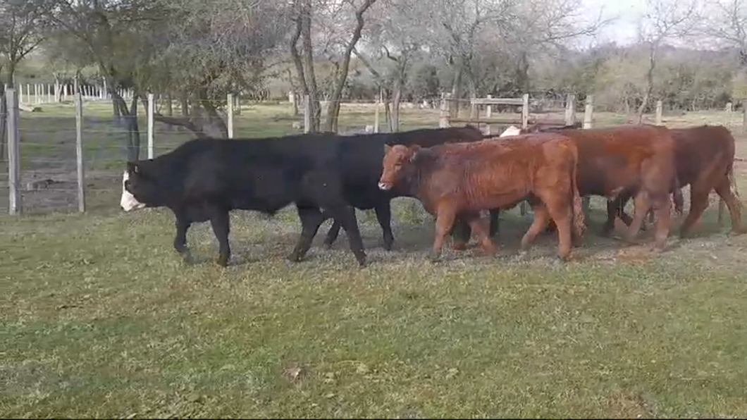 Lote (Vendido)6 Terneros y Terneras CRUZAS a remate en #46 Pantalla Carmelo 310kg -  en JUAN GONZALEZ