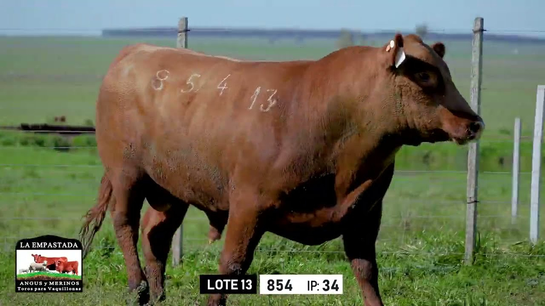 Lote Toros a remate en Toros para Vaquillonas - La Empastada, Durazno