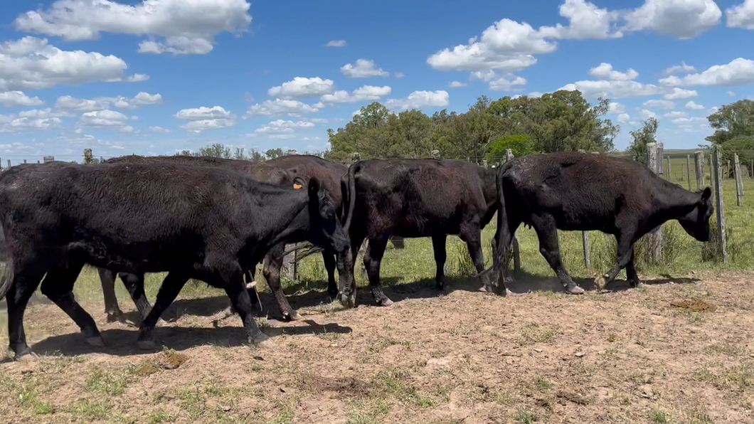 Lote 16 Vacas preñadas