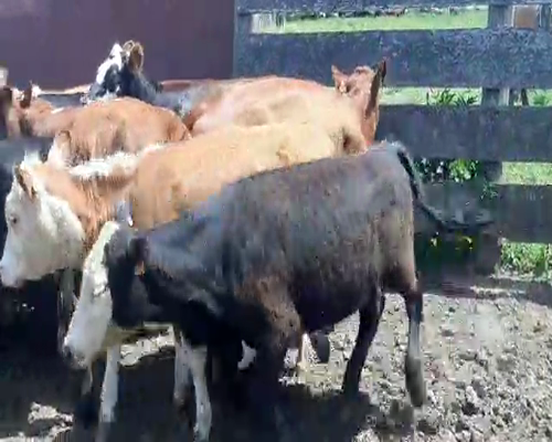 Lote 16 Terneras HEREFORD Y ANGUS a remate en REMATE DE PANTALLA 220kg -  en Asociación Rural de San José
