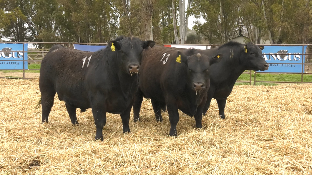 Lote TOROS ANGUS NEGROS PC