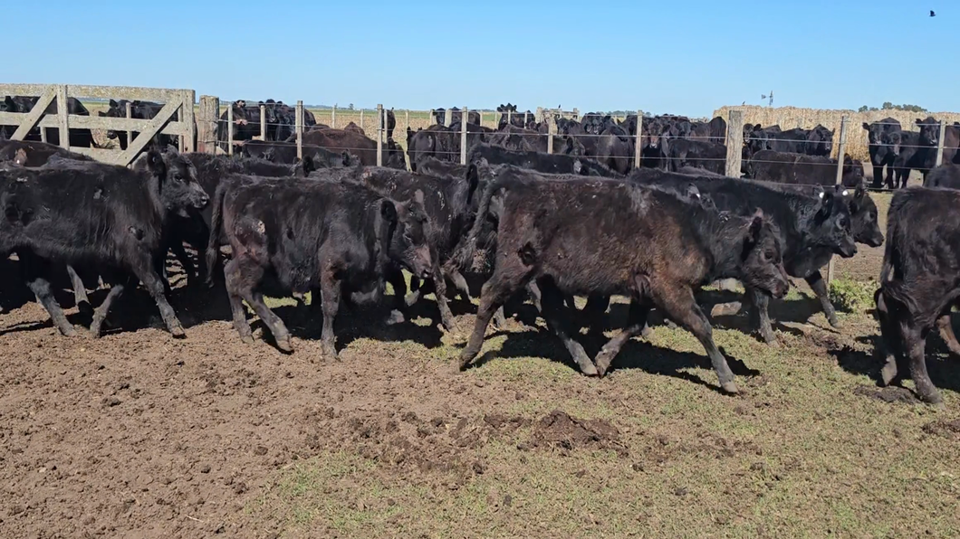 Lote 64 Terneras en Buenos Aires, Tandil
