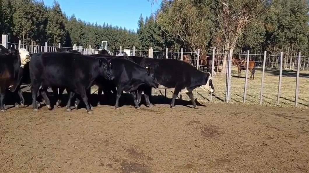 Lote (Vendido)52 Vacas de Invernada ANGUS a remate en #47 Pantalla Carmelo 400kg -  en PALMITAS