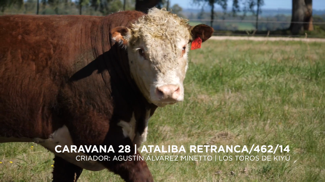 Lote ATALIBA RETRANCA/462/14