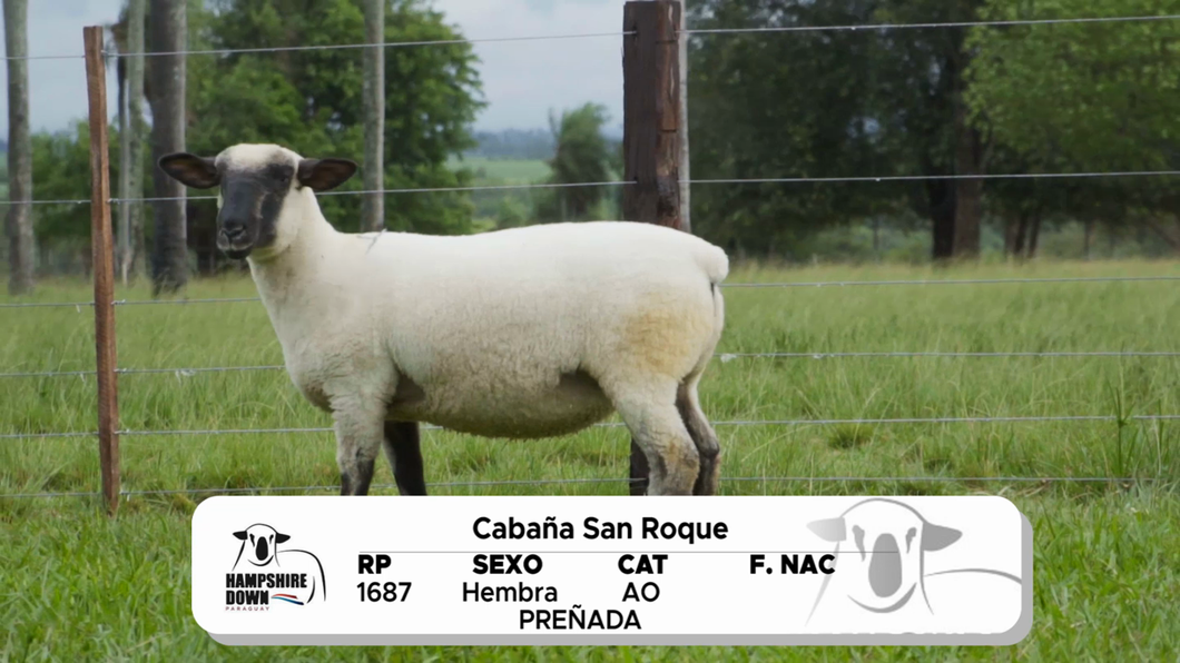 Lote LOTE 6 A CAMPO - RP 1687